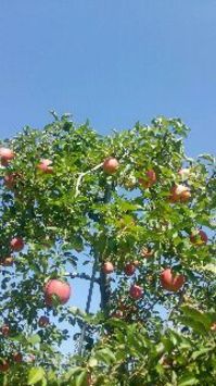 リンゴ.JPGのサムネイル画像